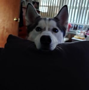 Meet your Posher, Paul